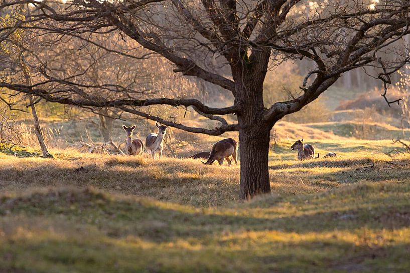 Hirsche während der goldenen Stunde von Louise Poortvliet