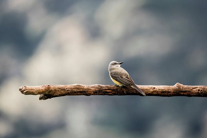 Rest on the Branch Bird in Harmony by Femke Ketelaar