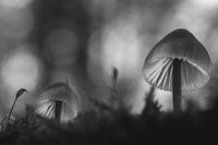 Douceur en noir et blanc