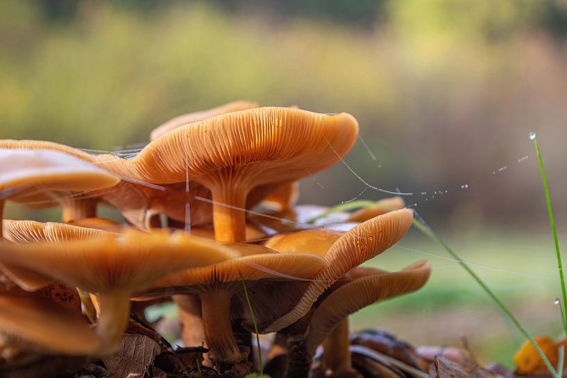 Mushrooms by Tomas S.