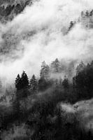 Forêt sombre avec brouillard - Photographie noir et blanc | Canada Nature