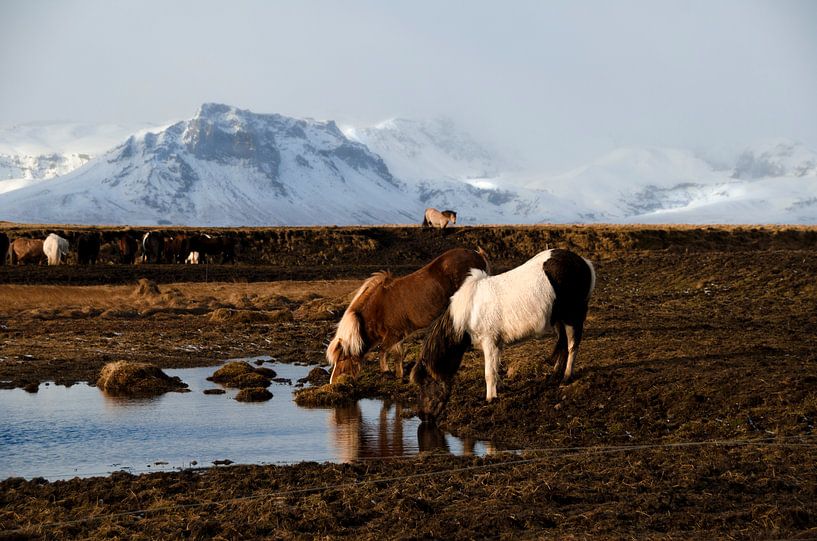 Islandpferde von Hans Peter Debets