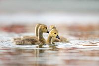 Les jeunes oisons nagent ensemble