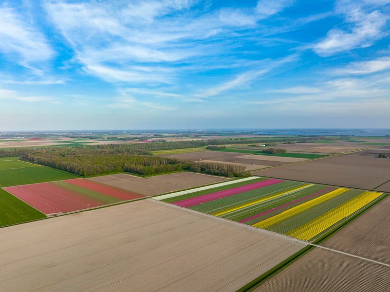 Tulpenfelder im Frühling von oben gesehen von Sjoerd van der Wal Fotografie