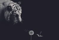 Tiger with colibri on black background and vintage filter