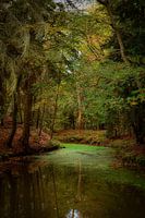 Into the woods, Fraeylemaborg in de herfst