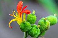 schöne Farben in der Natur