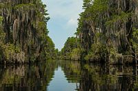 Landschaft im Okefenokee Sumpf in Florida