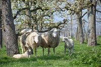 Frühling im Obstgarten