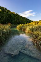 Fluss durch das Schilf