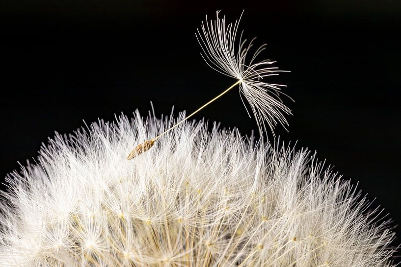 Dandelion by Hans-Bernd Lichtblau