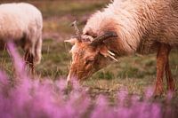 Grazing sheep on the flowering heathlands during sunset