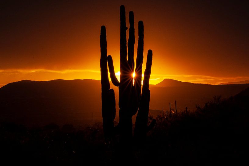 Sonnenuntergang in der Sonora-Wüste in Arizona, USA, mit einem riesigen Saguaro-Kaktus. von Gert Hilbink