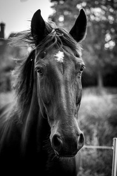 Close-up horse head - timeless beauty 1 by Kees Goethart
