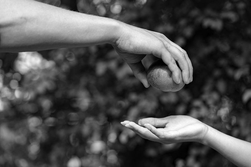 adam and eve the forbidden fruit1 by anne droogsma