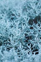 Blaue Heilige Fahne oder Zypressenkraut