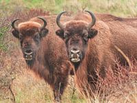 zwei Wisente schauen uns an