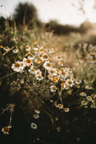 White flowers by Froukje Kuiper