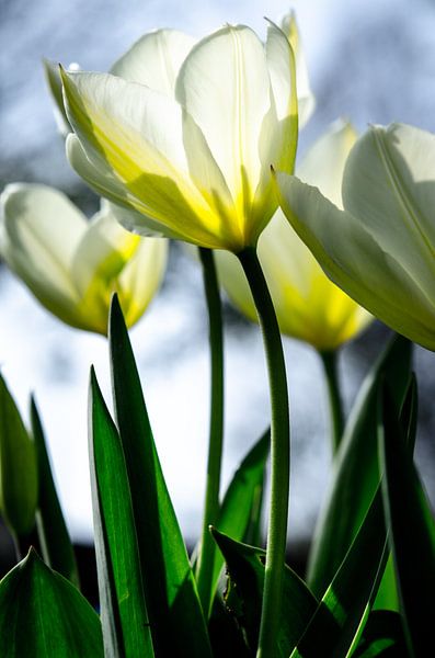 witte tulpen par Annemarie Ostendorf