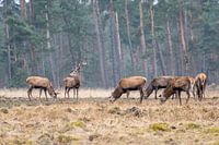 Group red deer