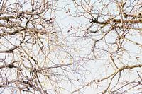 Zweige eines Baumes in Pastell