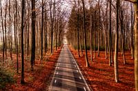 Drone photo of a lone cyclist on Schweiberg Mountain