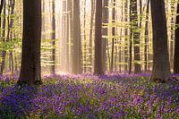 Misty sunrise in the wood