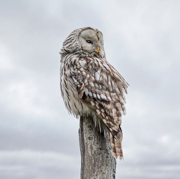 La chouette en pleine splendeur par Moonheart Artworks