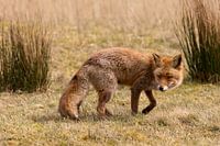 Le renard se méfie, il est toujours aussi timide