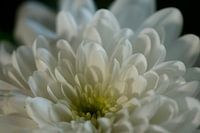 chrysanthème blanc 
