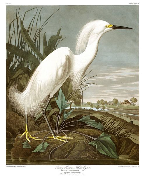 Schmuckreiher von Birds of America