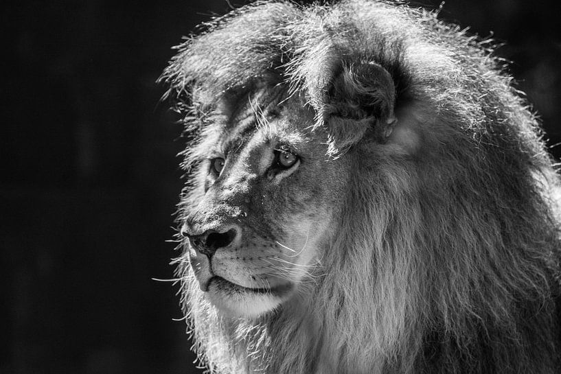 &quot;Koning&quot; van het Dierenrijk (Zwart-wit) von Kaj Hendriks