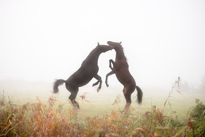 Des chevaux cabrés dans le brouillard par Maria-Maaike Dijkstra
