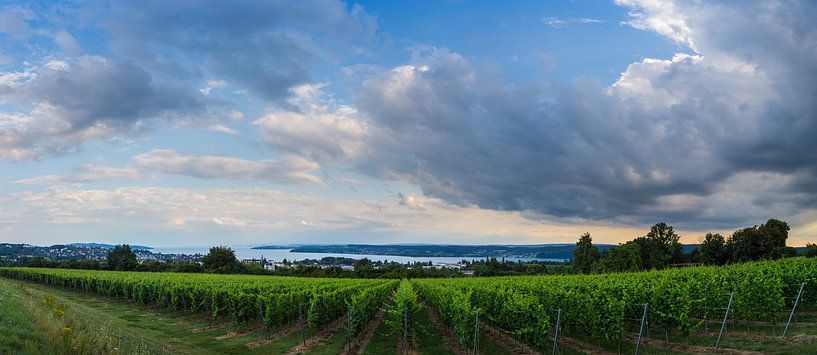 Deutschland, XXL-Panorama des Bodensees hinter grünen Weinbergen von adventure-photos