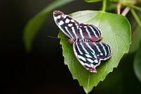 Myscelia cyaniris in Artis