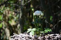 Der stolze Hahnenfuß sucht die Sonne auf