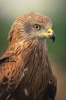 Red Kite Portrait