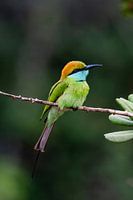 Asian Little Green Bee-eater