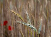 The grain sways back and forth in the wind