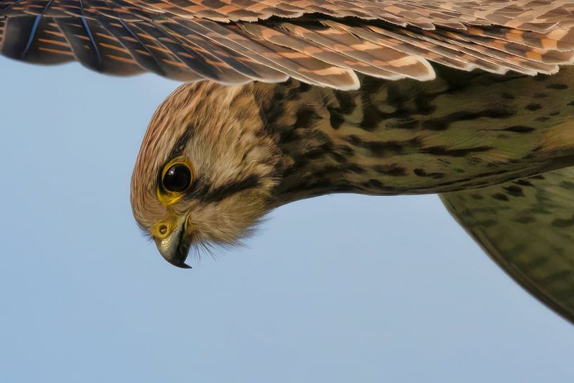 Kestrel (Falco tinnunculus) by Eric Wander
