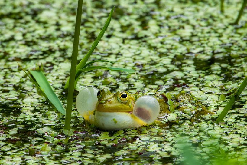 Croaking green frog in the duckweed by Saranda in t Veld Fotografie