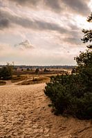 Sunshine Colors 1 - Loonse en Drunense Duinen