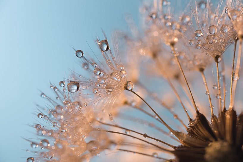 Tröpfchen auf einen flauschigen Ball aus Löwenzahn von Marjolijn van den Berg