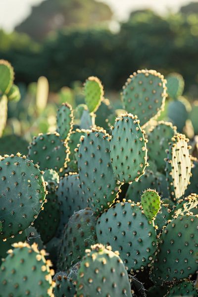 see-through by Imperial Art House