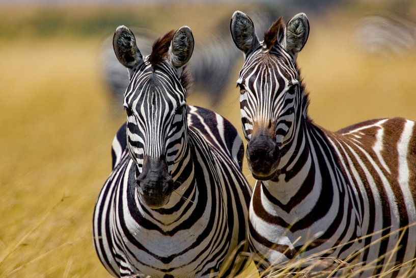 Burchell Zebras von Peter Michel