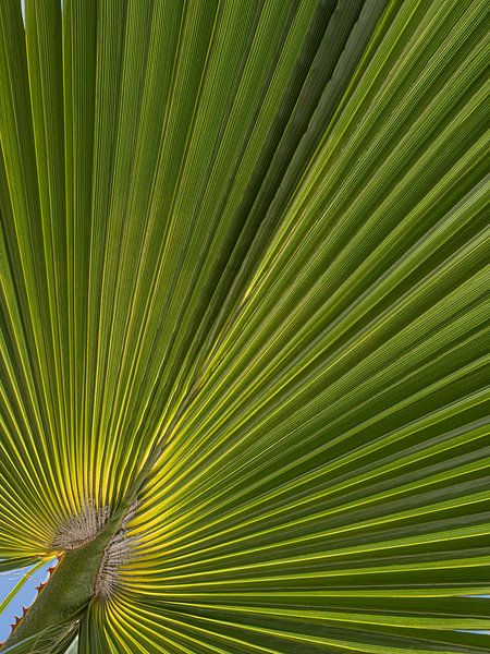 Urlaubsgefühl: Unter einem Palmenblatt auf Lanzarote von Marjolijn van den Berg
