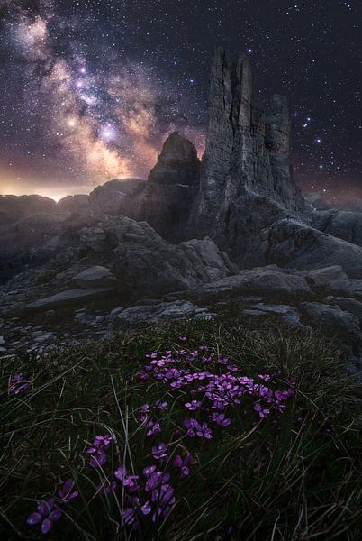 Violet Vajolet von Daniel Laan