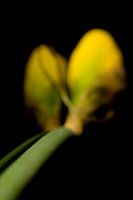 Narcissus Blume