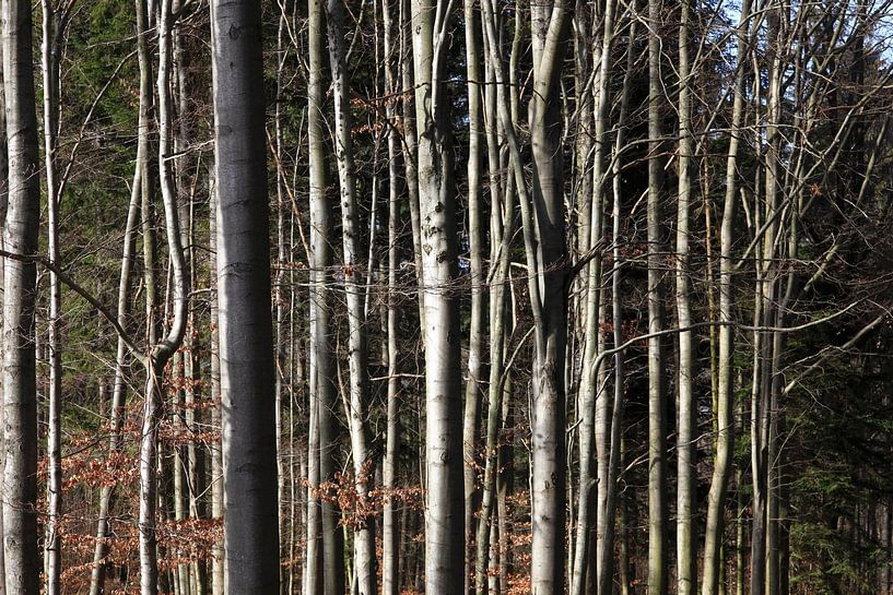 Forest by Thomas Jäger