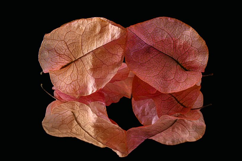 Stilleben aus getrockneten Blättern mit schöner Äderung von Marjolijn van den Berg